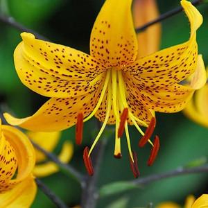 Lilium Leichtlinii, Leichtlins' Lily, Species &amp; Cultivars of Species Group, Summer flowering Bulb, Yellow Lilies, Lily flower, Lily Flower